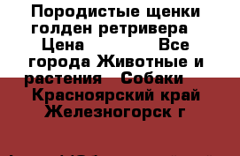 Породистые щенки голден ретривера › Цена ­ 25 000 - Все города Животные и растения » Собаки   . Красноярский край,Железногорск г.